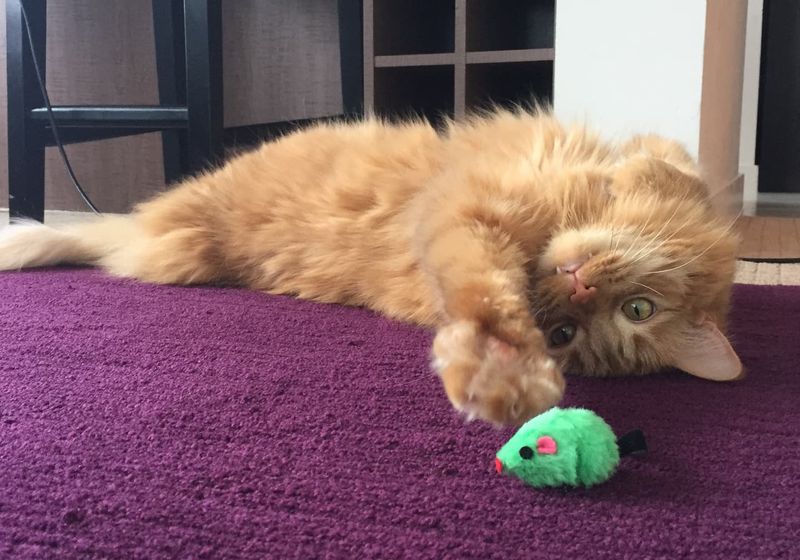 Ocho señales de que tu gato necesita ver al veterinario
