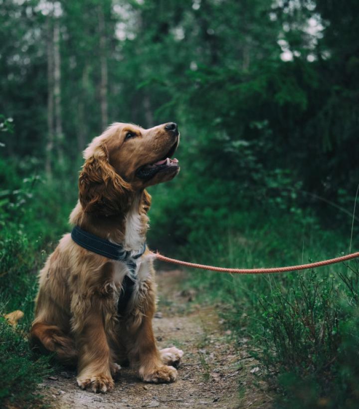 Perro esperando su turno en la clínica