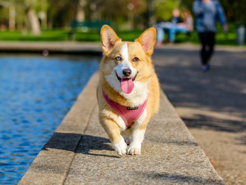 Perro recién atendido en la clínica