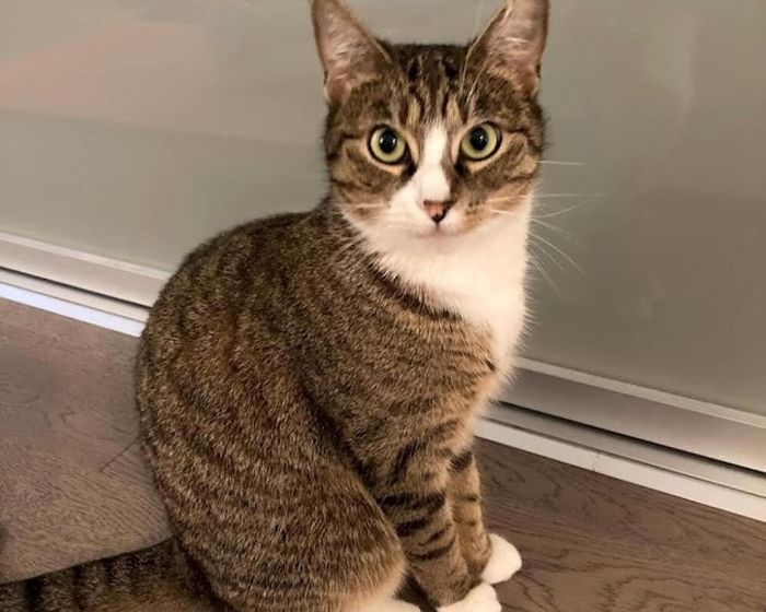 Gato en consulta veterinaria